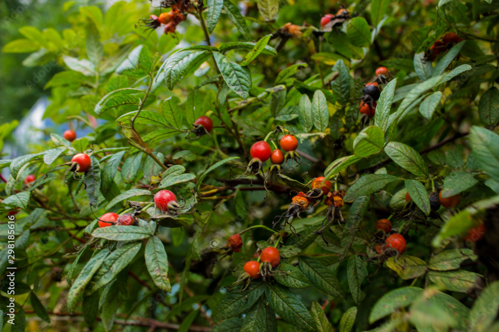 Background of rose hip berries and leaves. Summer