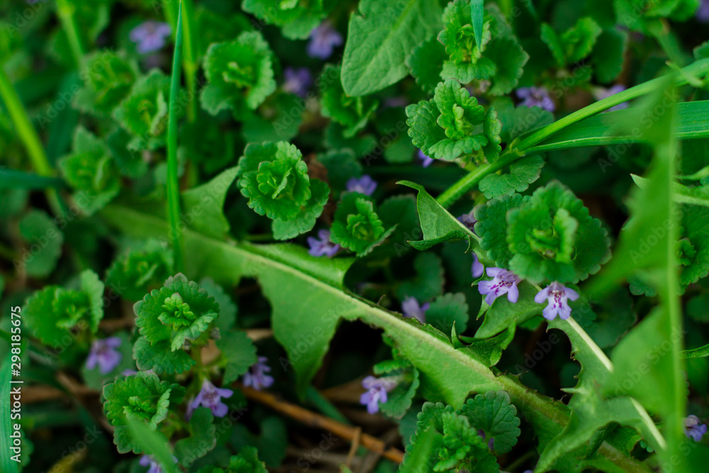 Green grass and small purple flowers. Floral background. Green grass and small purple flowers. Floral background.