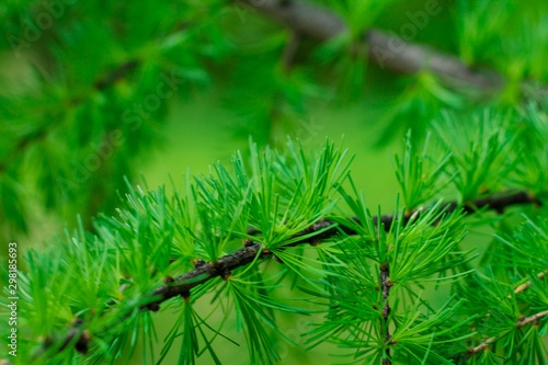 Tree branch with needles. Thuja growing in the city.