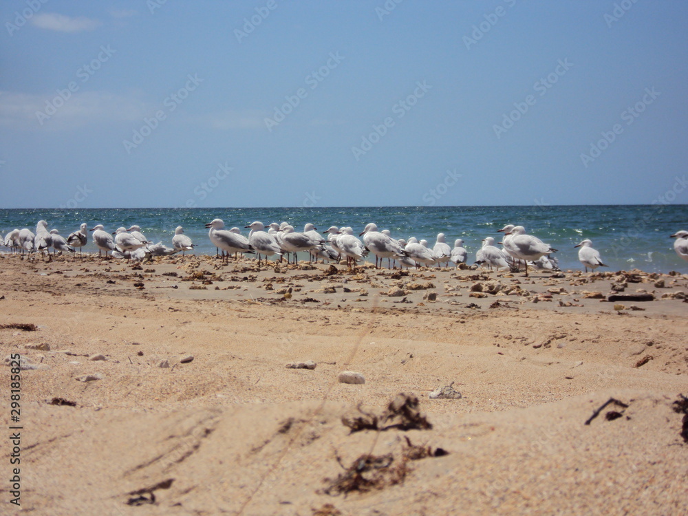 Seagulls at Exmouth Beach - Western Australia
