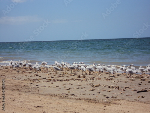 Seagulls at Exmouth Beach - Western Australia