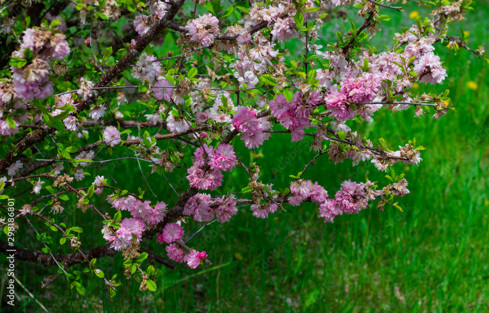 Sakura branch with pink flowers on a background of green grass. Sakura branch with pink flowers on a background of green grass.