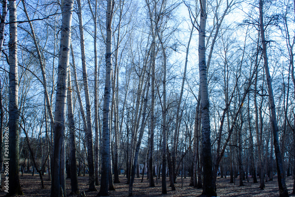 Tall poplars without leaves in the park. Spring. Tall poplars without leaves in the park. Spring.
