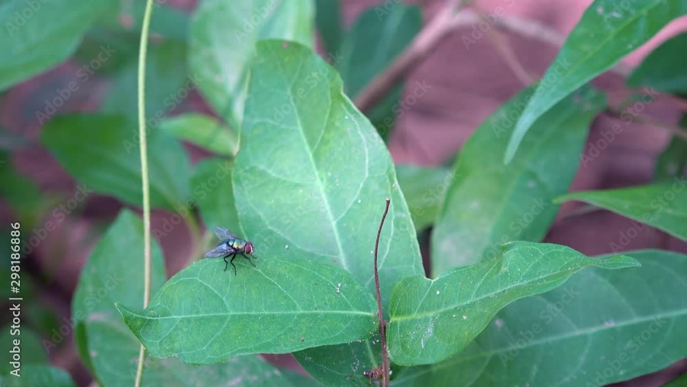 Medium Shot of a Fly on a Green Leaf Medium Shot of a Fly on a Green Leaf