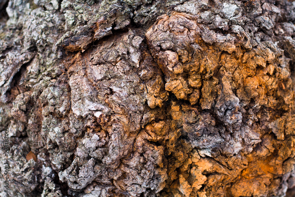 Fototapeta premium The texture of the bark of a tree. Natural background. Sick tree.