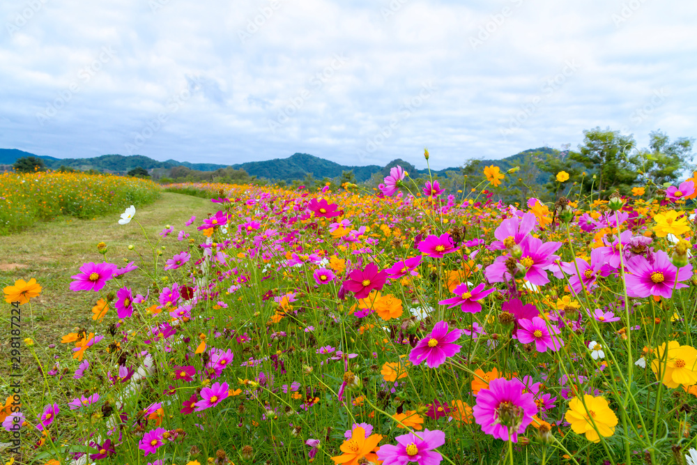 Cosmos flower beautiful wiht pink and yellow Cosmos flower beautiful wiht pink and yellow