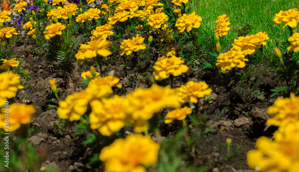 Yellow marigolds on the flowerbed on a sunny day. Summer time. Floral background.