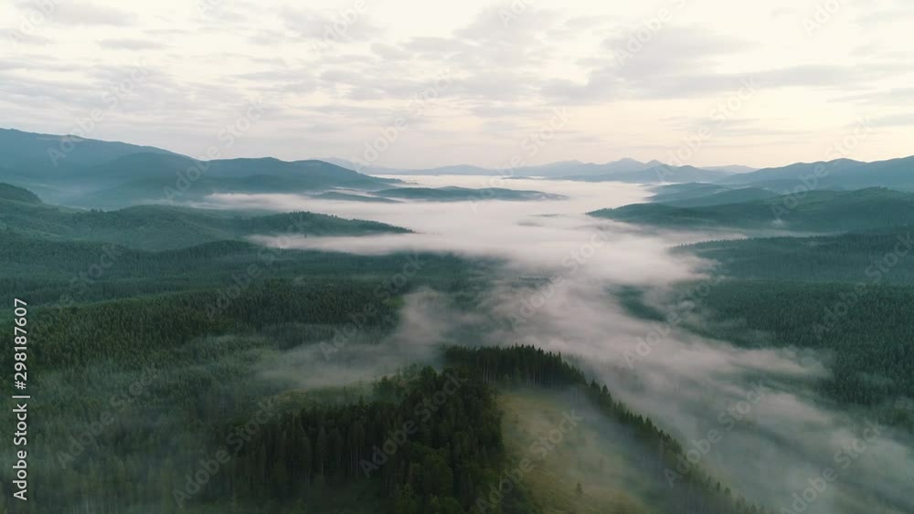 fog over coniferous forest in the mountains fog over coniferous forest in the mountains