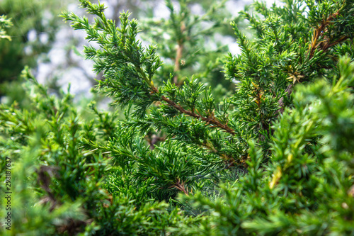 Coniferous branches on the web. texture of green tree needles.