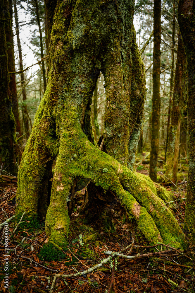 Arching Roots of Tree Coverd In Moss Arching Roots of Tree Coverd In Moss