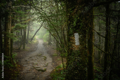Fotografija AT Blaze In Foggy Forest