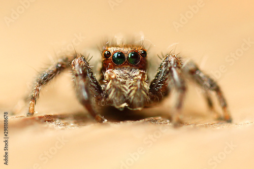 jumping spider in colombia