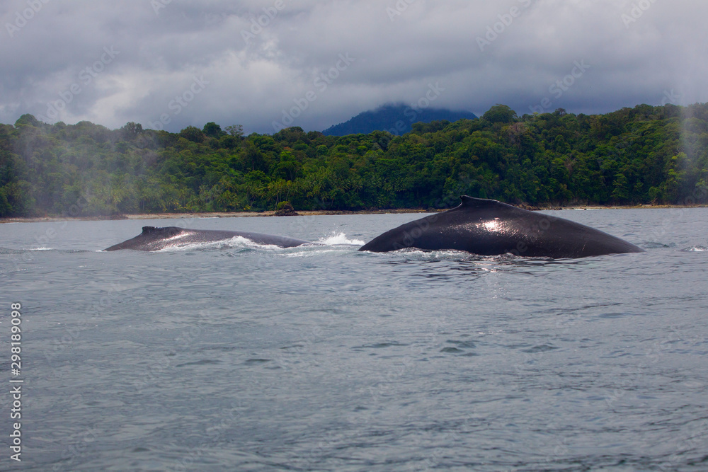 Fototapeta premium humpback whale (Megaptera novaeangliae)