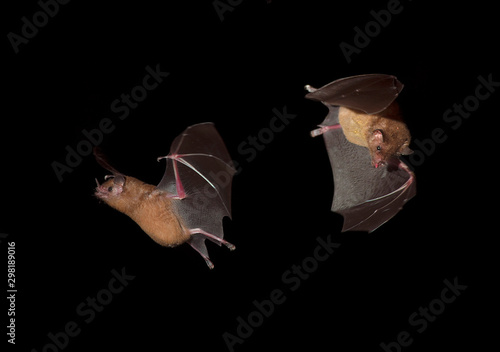 A bat flies at night in Medellin