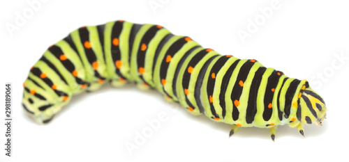 Old world swallowtail, Papilion machaon larva isolated on white background