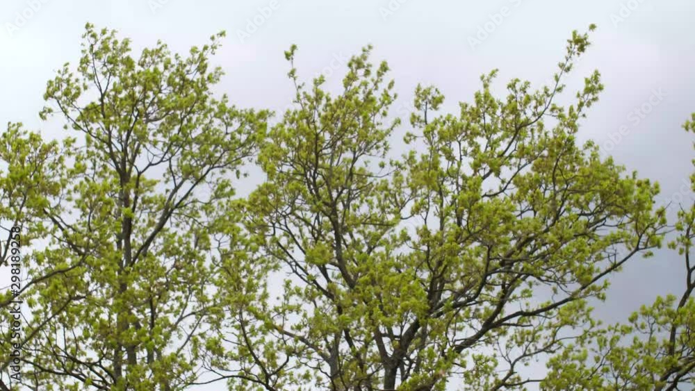 Yellow leaved tree crown blowing in the wind on a foggy bad weather day. Yellow leaved tree crown blowing in the wind on a foggy bad weather day.