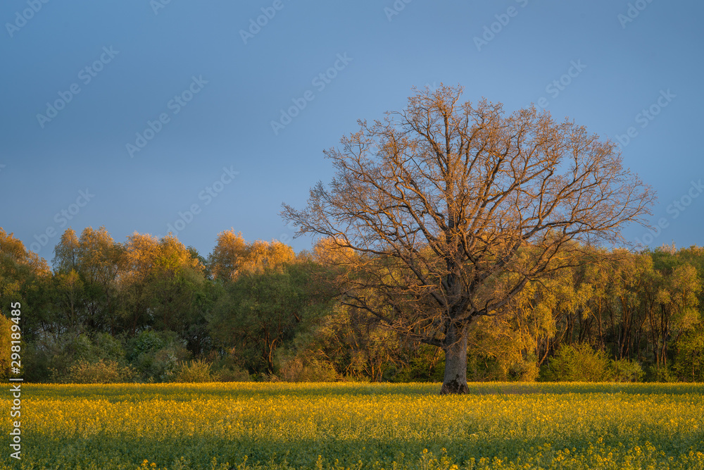 Naklejka premium Big oak