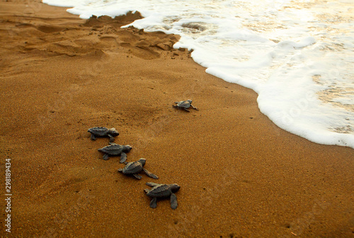 Canvas Print olive ridley sea turtle (Lepidochelys olivacea)