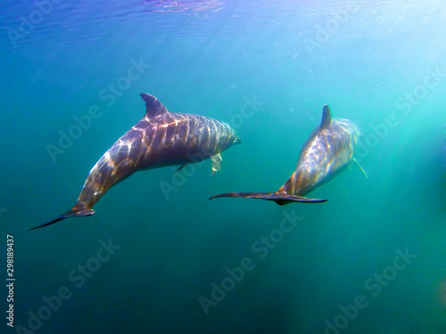 two dolphins on the coasts of colombia