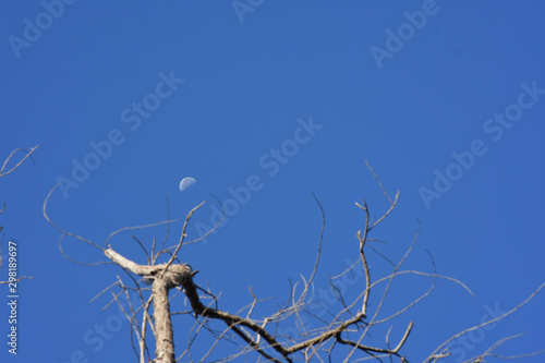 FarAway moon over daylight sky with blur  foreground of tree branch