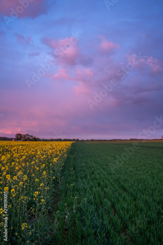 Sunset and rapeseed