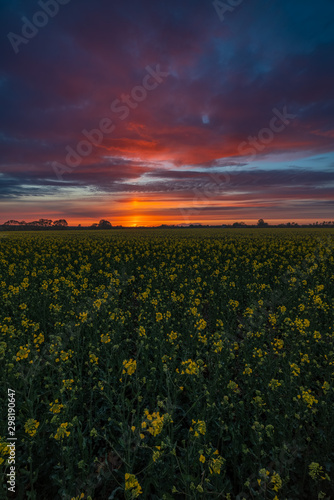 Rapeseed blossom at sunset time