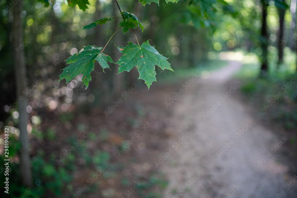 Obraz premium Vegetation