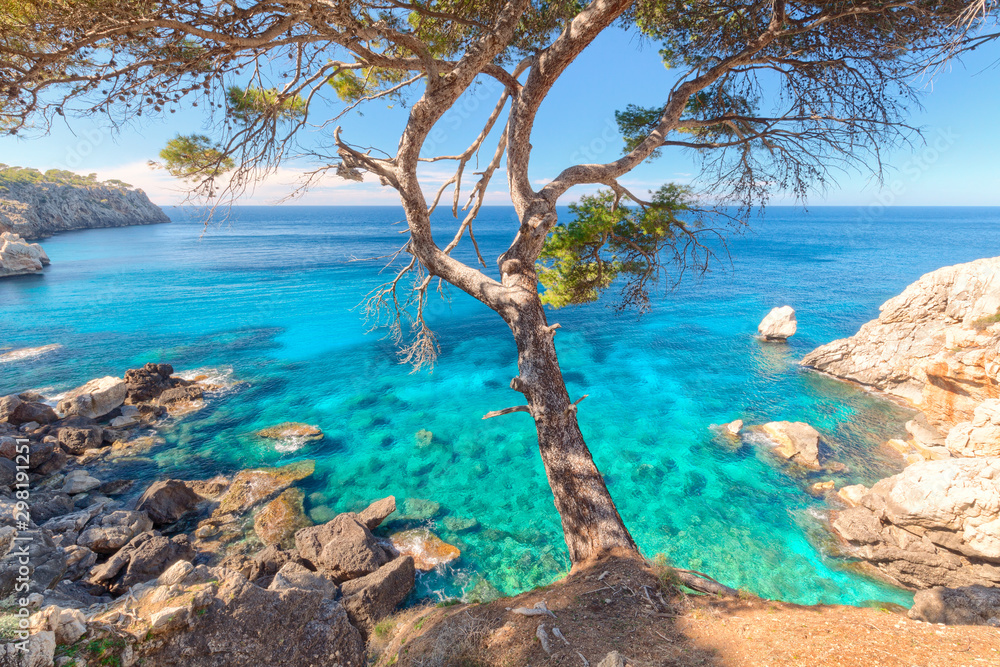 Fototapete mit Cala Deià Majorca Mallorca Spain landscape bay turquoise mediterranean sea with old tree #298191251
