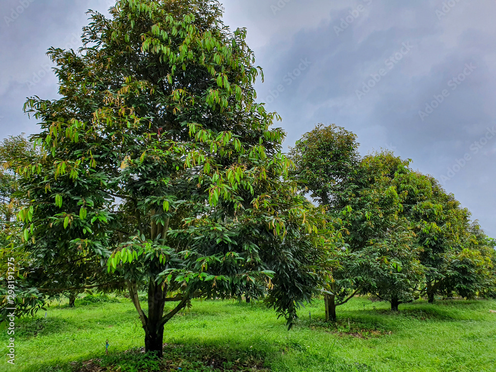 Durian farm garden cloudy Stock Photo Adobe Stock
