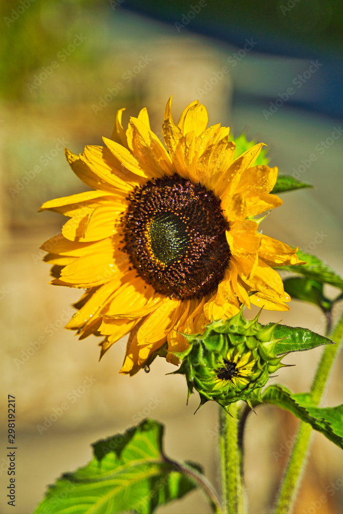 Fototapeta premium Sonnenblume