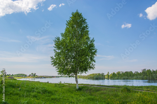 Wallpaper Mural Lonely birch on the river bank. Summer sunny day Torontodigital.ca