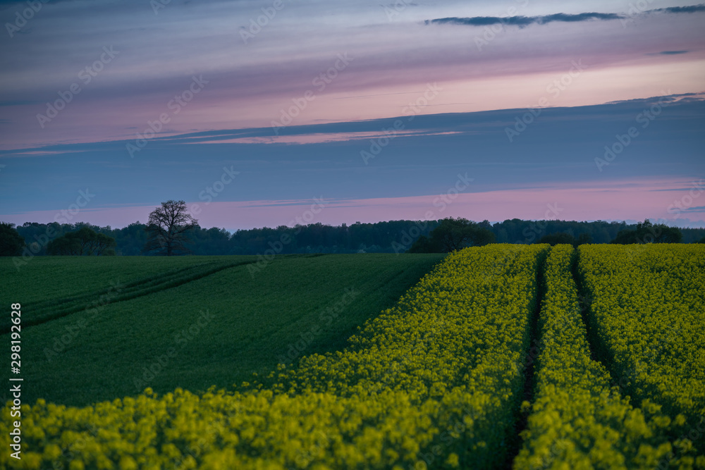 Obraz premium Rapeseed and sunset