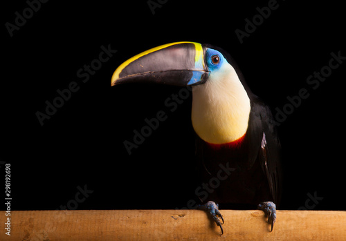 White-throated Toucan (Ramphastos tucanus) photo