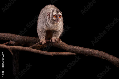 Photography gray-bellied night monkey (Aotus lemurinus)