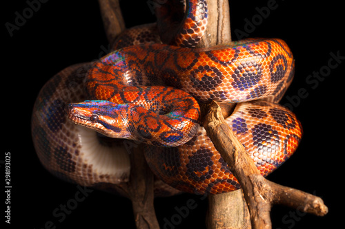 rainbow boa (Epicrates cenchria)