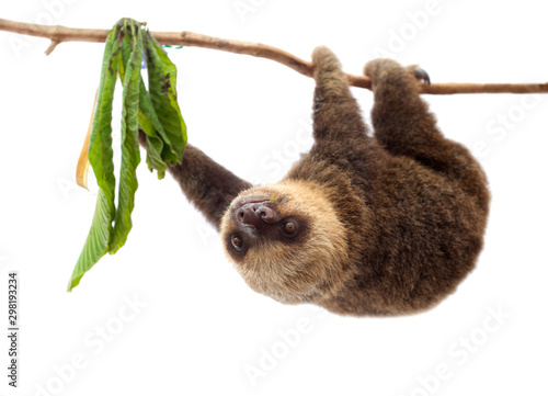 a sloth travels on a branch