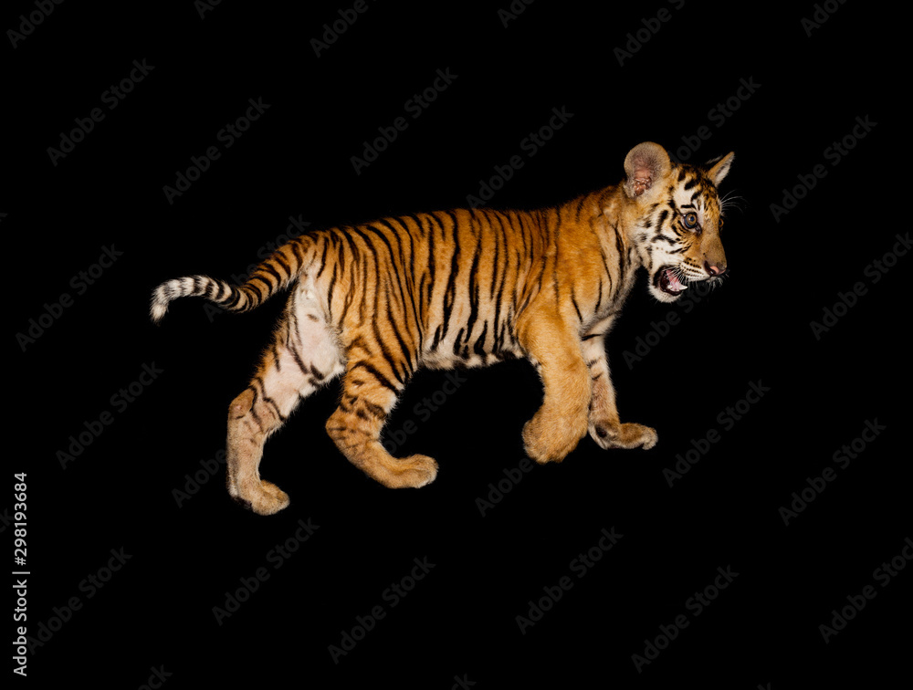 Obraz premium a baby bengal tiger (Panthera tigris tigris) in an animal rescue center