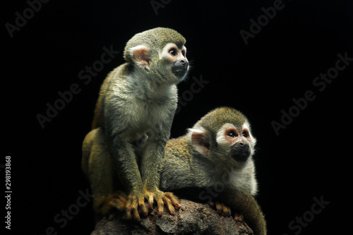 Common squirrel monkey (Saimiri sciureus) © GuillermoOssa