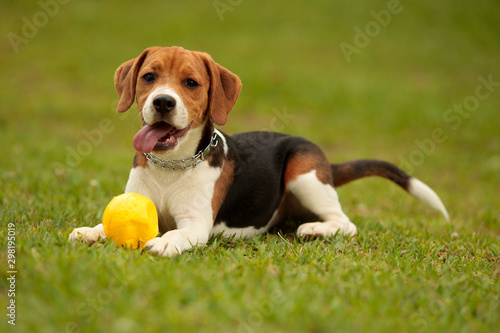 Obraz na płótnie a beagle puppy plays with a ball in the park