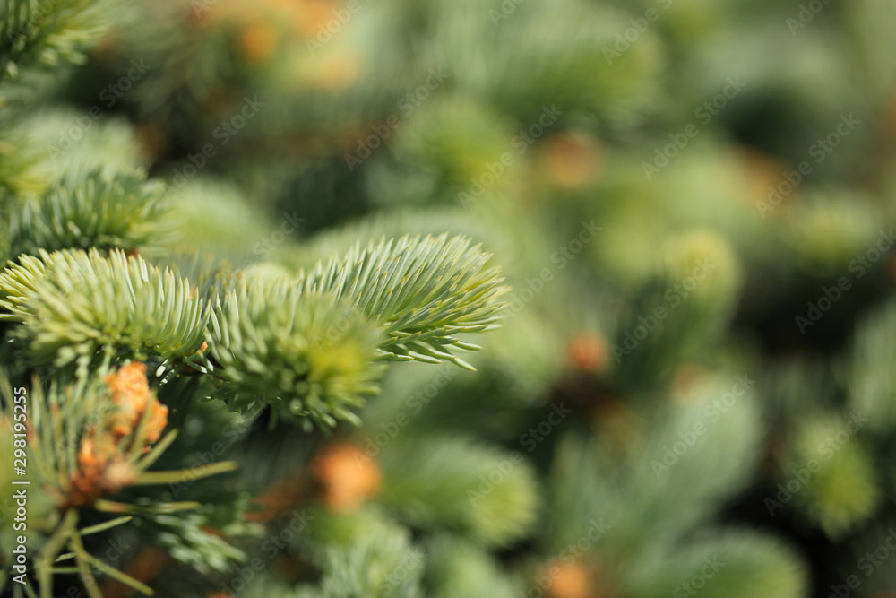 Young decorative blue spruce. Needles of blue spruce close-up. Texture. Natural blurred background. Image. Young decorative blue spruce. Needles of blue spruce close-up. Texture. Natural blurred background. Image.