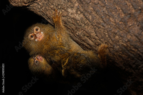 Tableau sur toile pygmy marmoset (Cebuella pygmaea) and her young in a Colombian forest