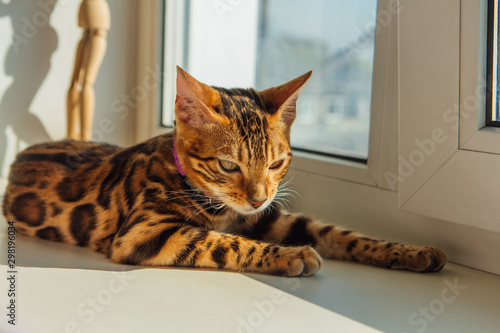 Cute bengal kitty cat laying next to the window at home