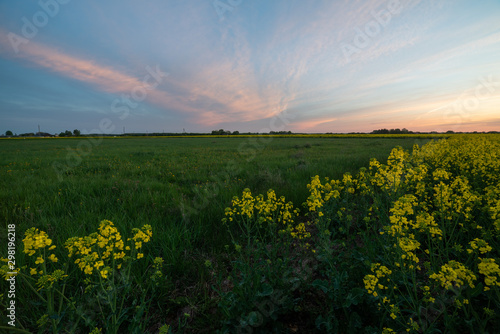 Rapeseed at sunset time