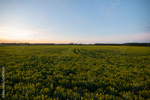 Rapeseed at sunset time