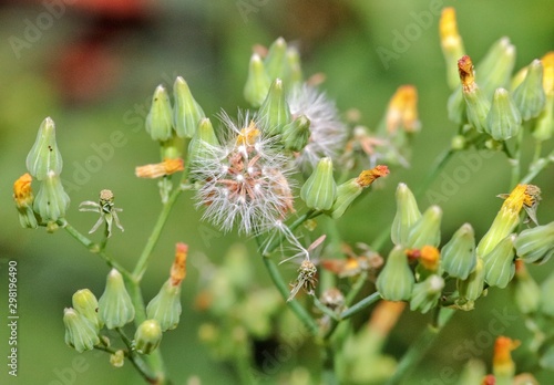 Macro photograph of a flower.