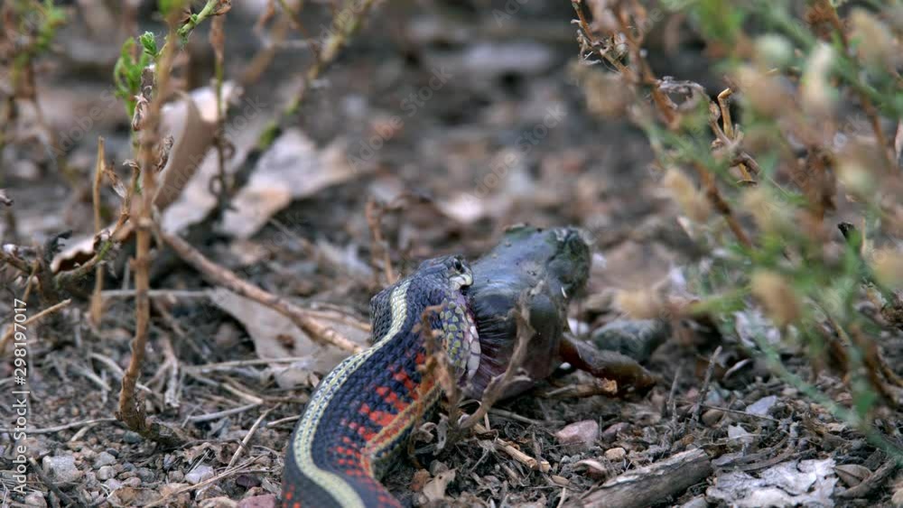 Garter snake trying to swallow its prey Garter snake trying to swallow its prey