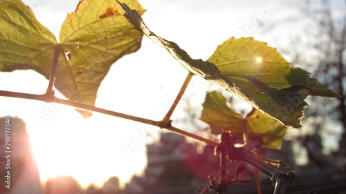 autumn leaves on tree