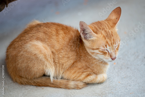 Close up ginger kitten, sleepy Thai kitten 