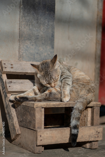 Fototapeta Naklejka Na Ścianę i Meble -  Portrait of striped Thai cat on small chair, relax cat