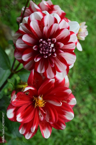 Flor